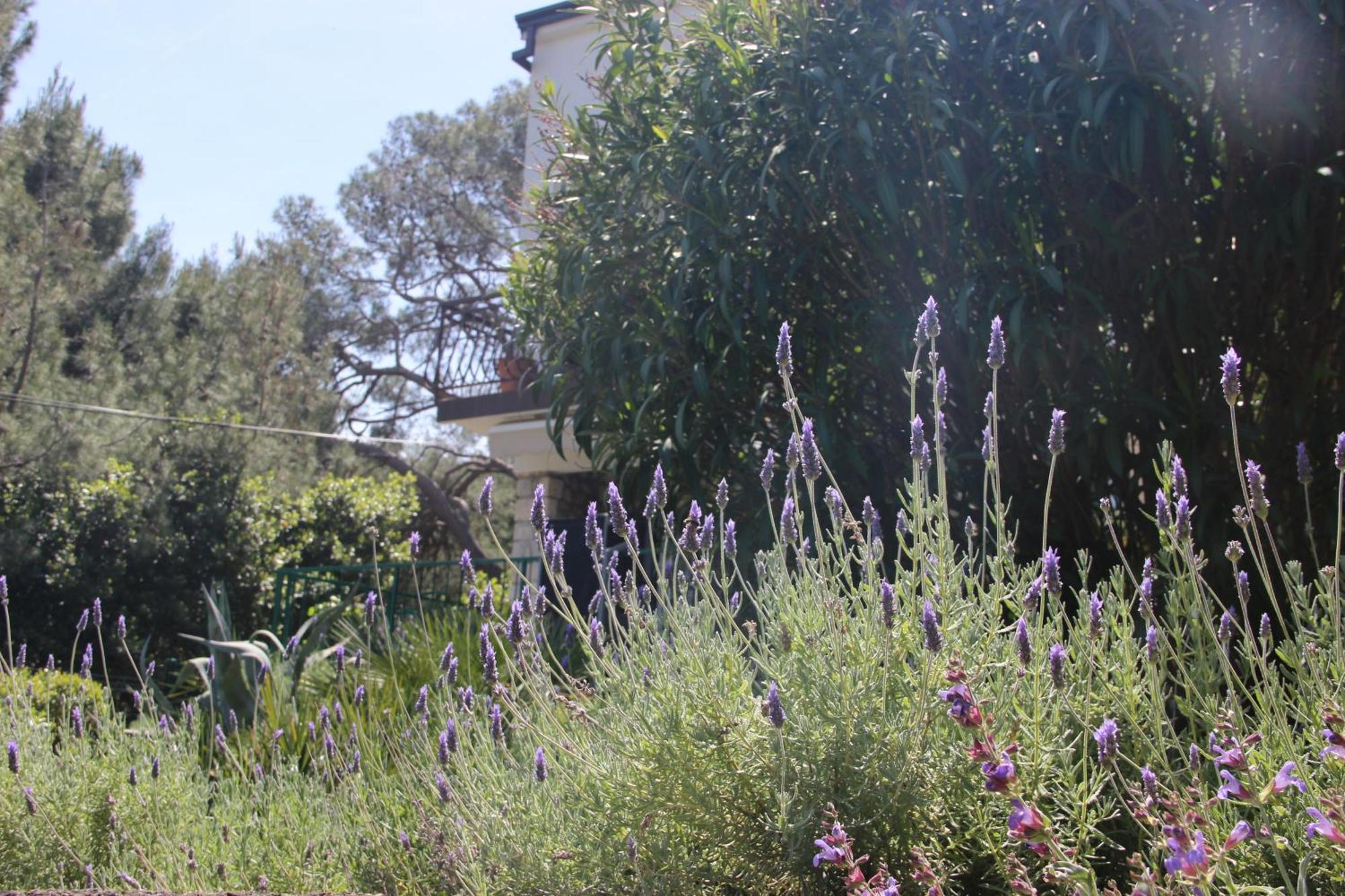 Cappelli Apartments - Losinj Mali Lošinj Buitenkant foto